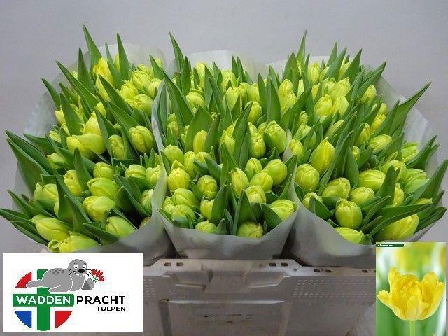 <h4>TU DU YELLO MARGARIT</h4>