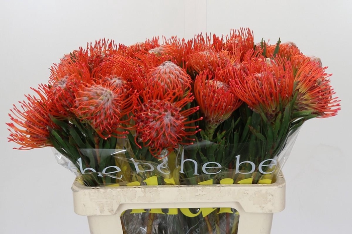 <h4>Nutans Tango</h4>