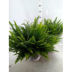 Nephrolepis exal. 'Green Lady'