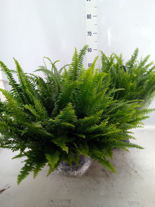 Nephrolepis exal. 'Green Lady'