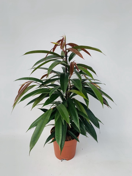 <h4>Ficus Amstel King</h4>