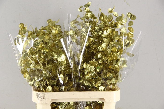 <h4>DF Lunaria Bs Gold</h4>