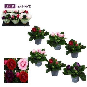 Gloxinia 13cm MIX KARPRIJS Sonata /VOLLE CC