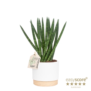 SANSEVIERIA CYLINDRICA P10 WB WHITE SPAGH