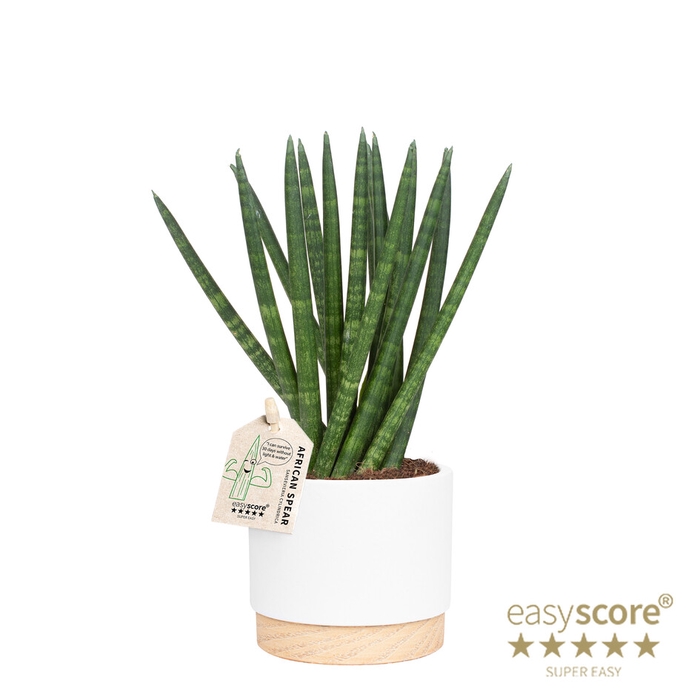 <h4>SANSEVIERIA CYLINDRICA P10 WB WHITE SPAGH</h4>