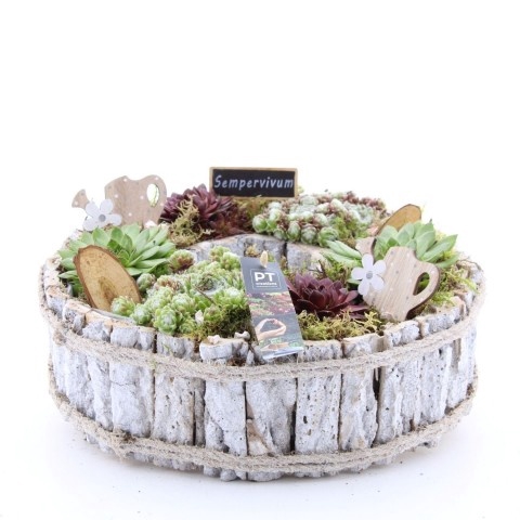 <h4>Opm Pt PTS2856 Sempervivum Hout Schaal</h4>