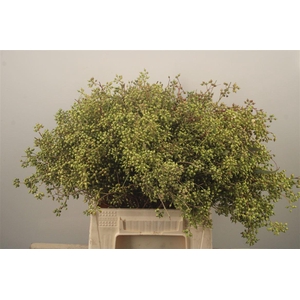 Euc Exotica Berry Per Bunch