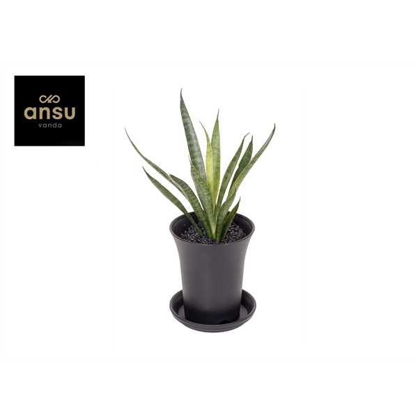 <h4>Sansevieria Comet Kichaka in sierpot</h4>