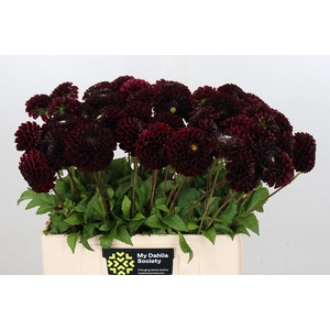 Dahlia Black Pierre