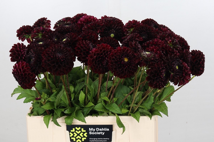 <h4>Dahlia Black Pierre</h4>