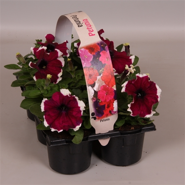 Petunia tweekleurig paars wit 6p