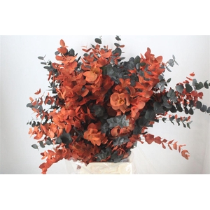 Euca Cinerea Halloween Pbs