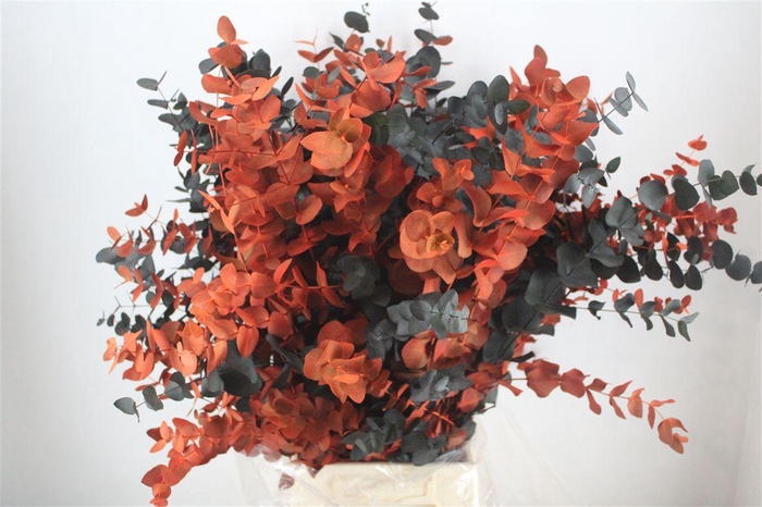 <h4>Euca Cinerea Halloween Pbs</h4>