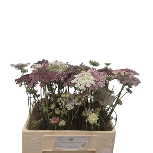 Daucus Carota Dara