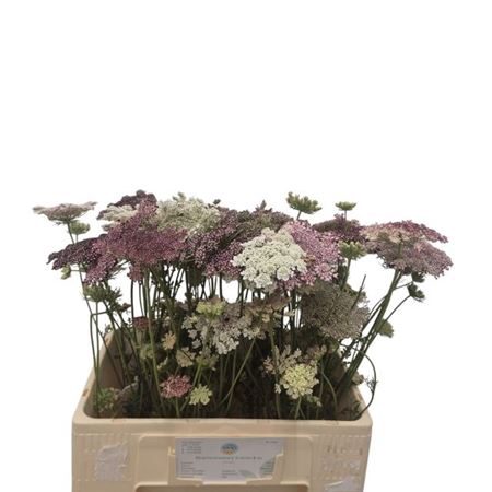 <h4>Daucus Carota Dara</h4>