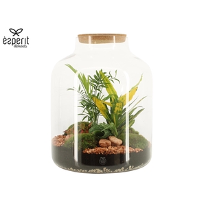 91001: Terrarium arrangement
