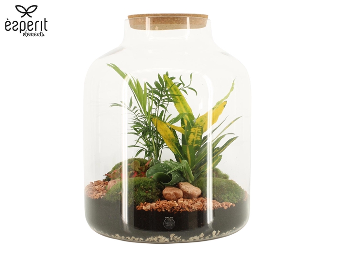 <h4>91001: Terrarium arrangement</h4>