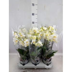 Phalaenopsis multi.   ...white