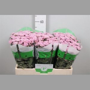 Chr S Rossi Pink