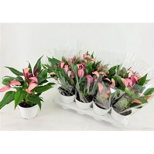 Anthu Zizou 7+ Exclusive