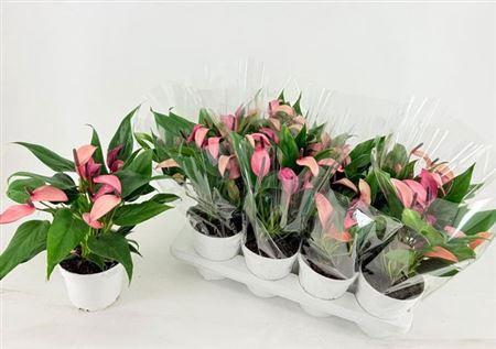 <h4>Anthu Zizou 7+ Exclusive</h4>