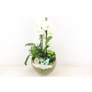 arr2 PL - Glas Henrik phal. wit