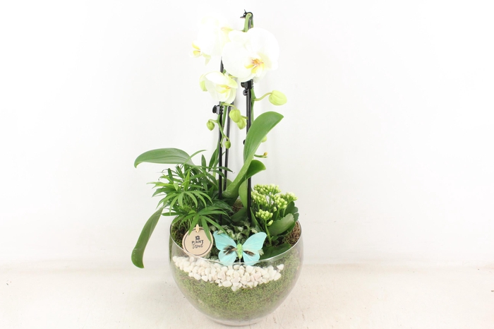 <h4>arr2 PL - Glas Henrik phal. wit</h4>