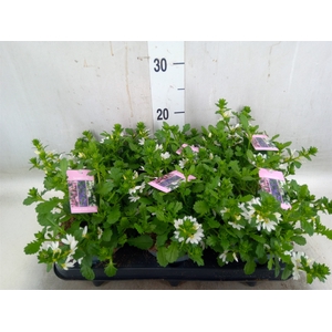 Scaevola aemula   ...