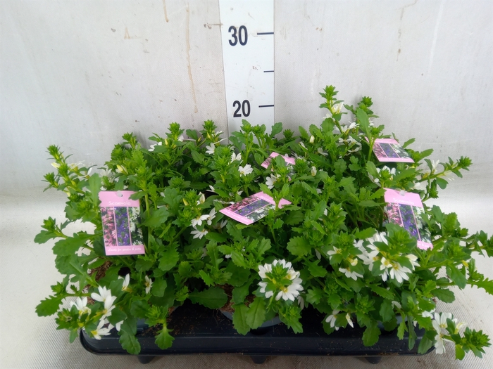 <h4>Scaevola aemula   ...</h4>