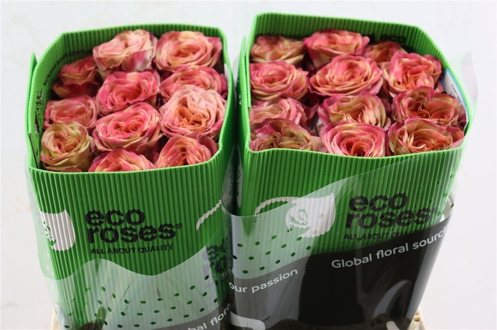 <h4>R Gr Funky Soul</h4>