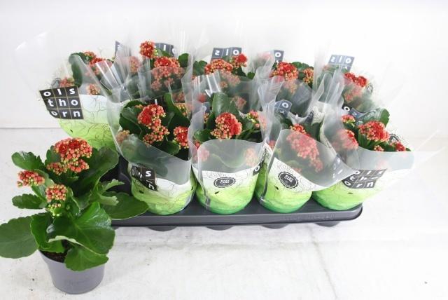 <h4>KAL GE RUBIO RED</h4>