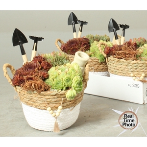 ARR SEMPERVIVUM