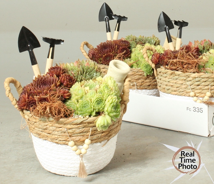 <h4>ARR SEMPERVIVUM</h4>