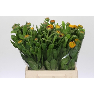 Calendula Geel