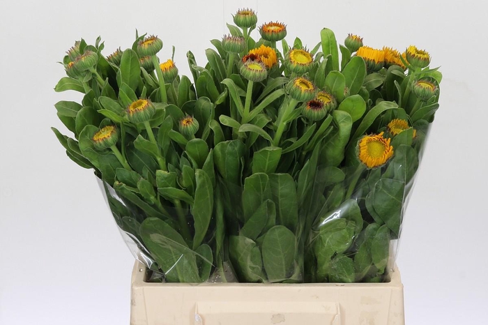 <h4>Calendula Geel</h4>