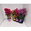 Bougainv Dania