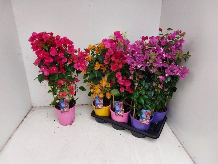Bougainv Dania