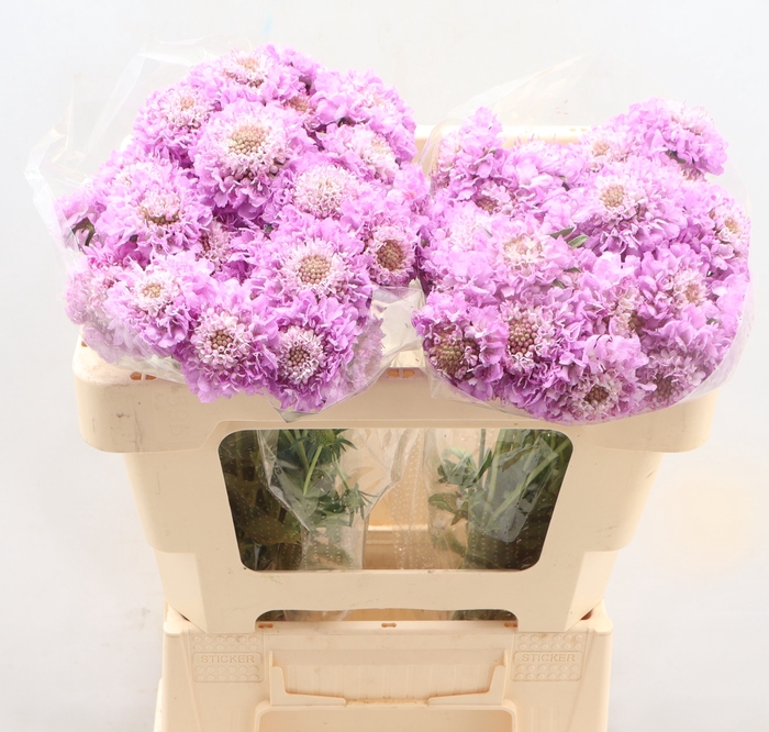 <h4>SCAB AT BB SCOOP UBE</h4>