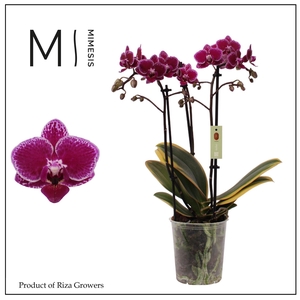 Phalaenopsis multi. 'Magic Leaf'