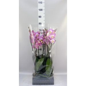 Phalaenopsis  'Ant Split'