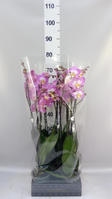 <h4>Phalaenopsis  'Ant Split'</h4>