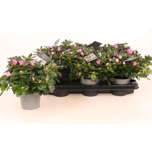 RHODO SI ROSE VOGEL