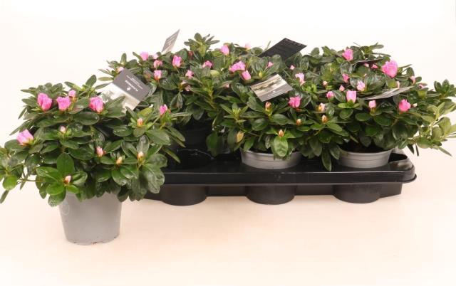 RHODO SI ROSE VOGEL