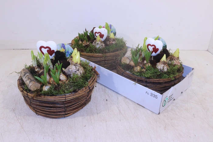 <h4>ARR BOL KNOLGEWAS</h4>