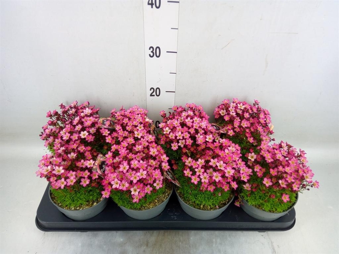 <h4>Saxifraga arend.</h4>