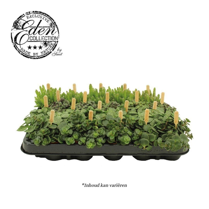 <h4>Ov Kamerplanten Gemengd</h4>