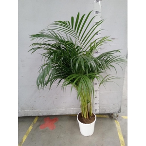 Dypsis lutescens   ...Chrysalidoca