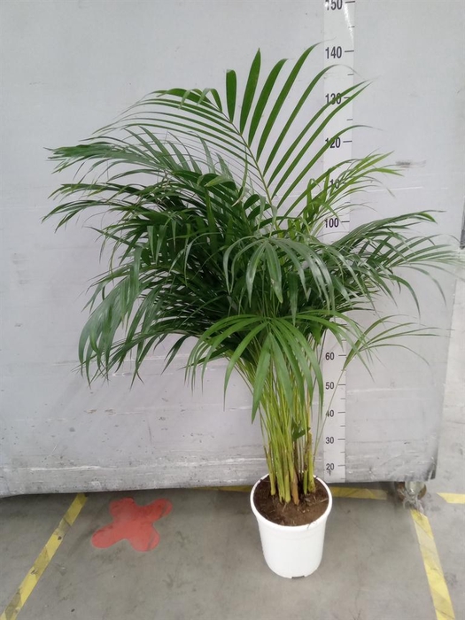 <h4>Dypsis lutescens   ...Chrysalidoca</h4>