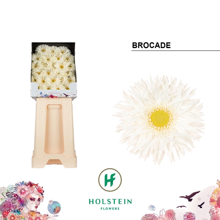 <h4>Germini Spider Brocade Diamond</h4>