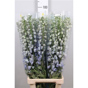 Delphinium DU 'Guardian Lavender'